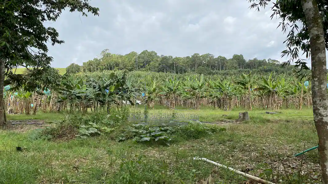 Finca La Esperanza